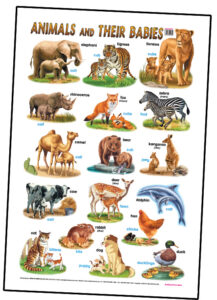 Education Charts Animals And Their Babies