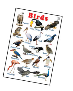 Education Charts Birds