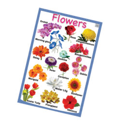 Education Charts Flowers