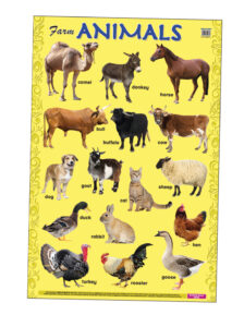 Education Charts Farm Animals