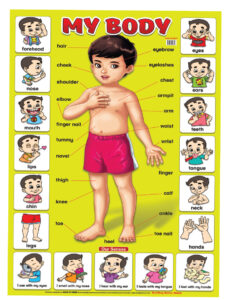 Education Charts My Body